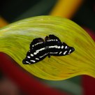 Butterfly on Glass